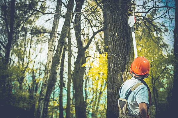 Best Tree Trimming and Pruning  in Batesville, TX