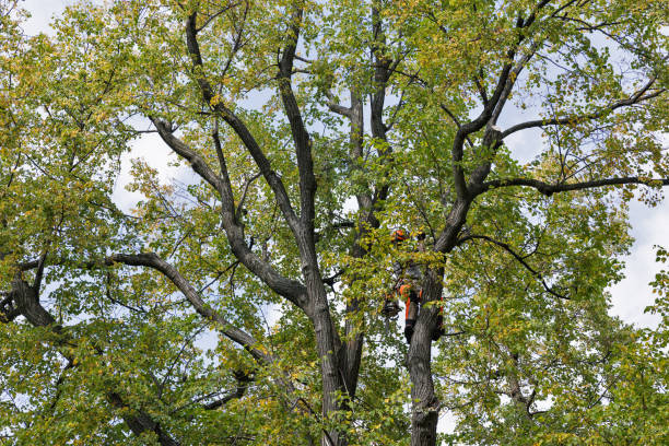 How Our Tree Care Process Works  in  Batesville, TX